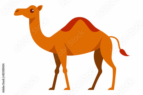 camelo vector illustration white background