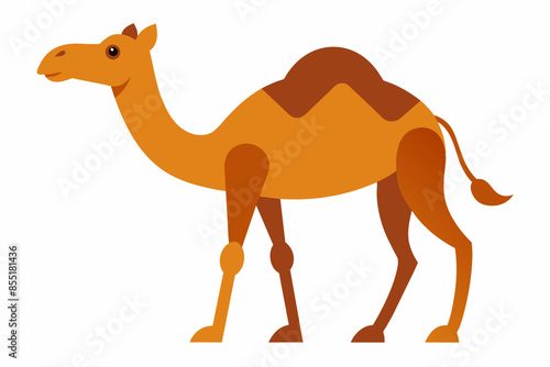 camelo vector illustration white background