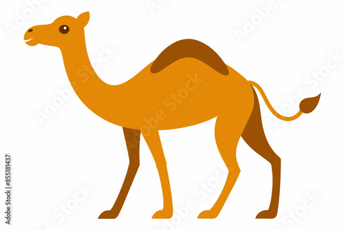 camelo vector illustration white background