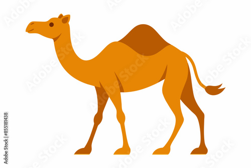 camelo vector illustration white background