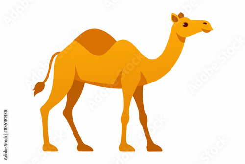 camelo vector illustration white background