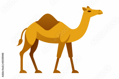 camelo vector illustration white background