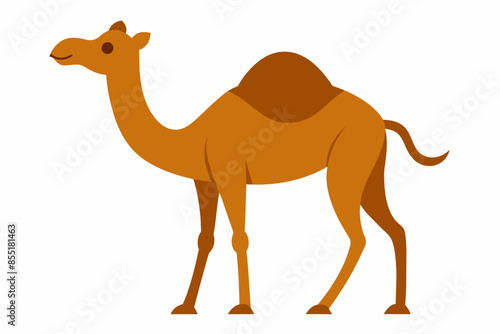 camelo vector illustration white background