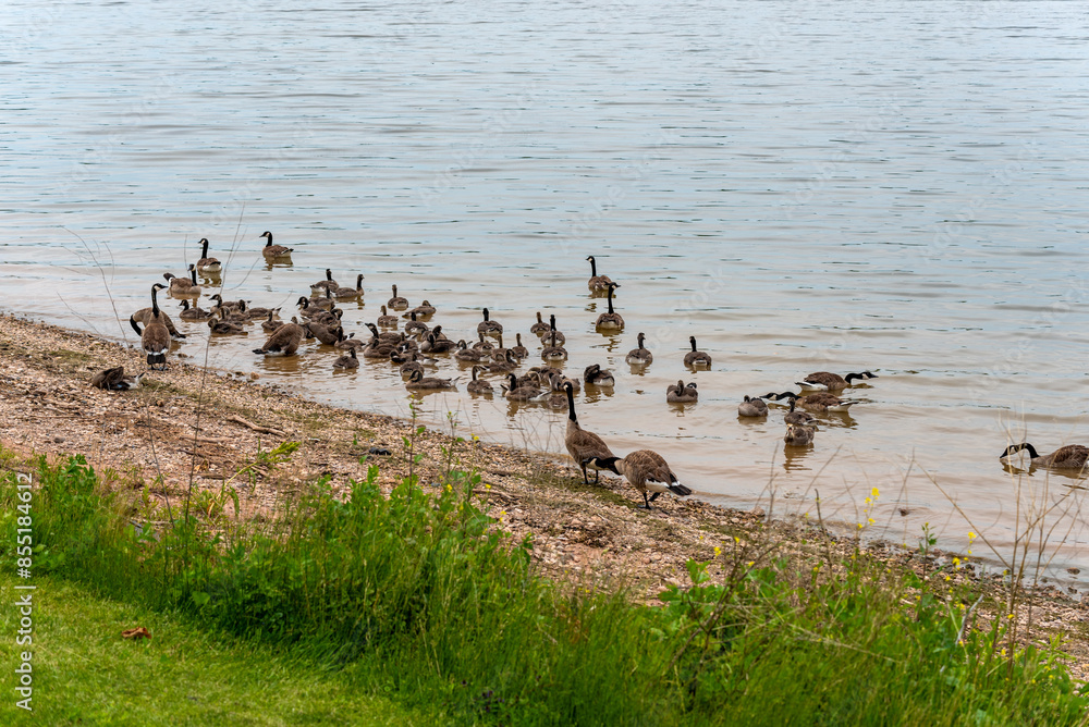 Canada Geese And Goslings On Fox River Shoreline Near De Pere, Wiscoinsin Canada Geese And Goslings On Fox River Shoreline Near De Pere, Wiscoinsin