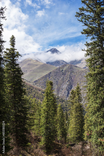 Fir forest and mountains in the clouds in Ala-Archa national Park near Bishkek. Kyrgyzstan, Tian-Shan. photo