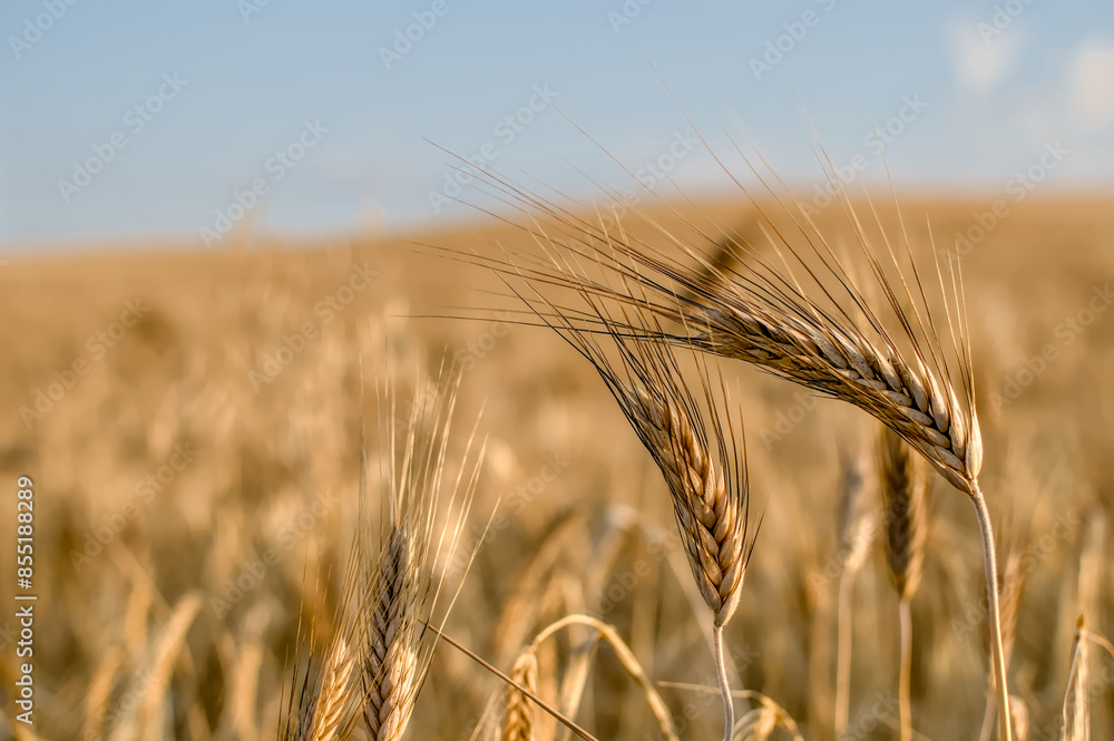 Harvest is coming in this summer barley field Harvest is coming in this summer barley field