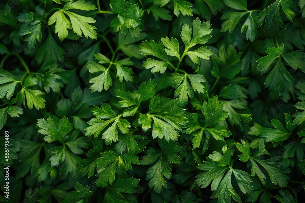 A close-up shot of a bunch of green leaves with intricate details and textures A close-up shot of a bunch of green leaves with intricate details and textures