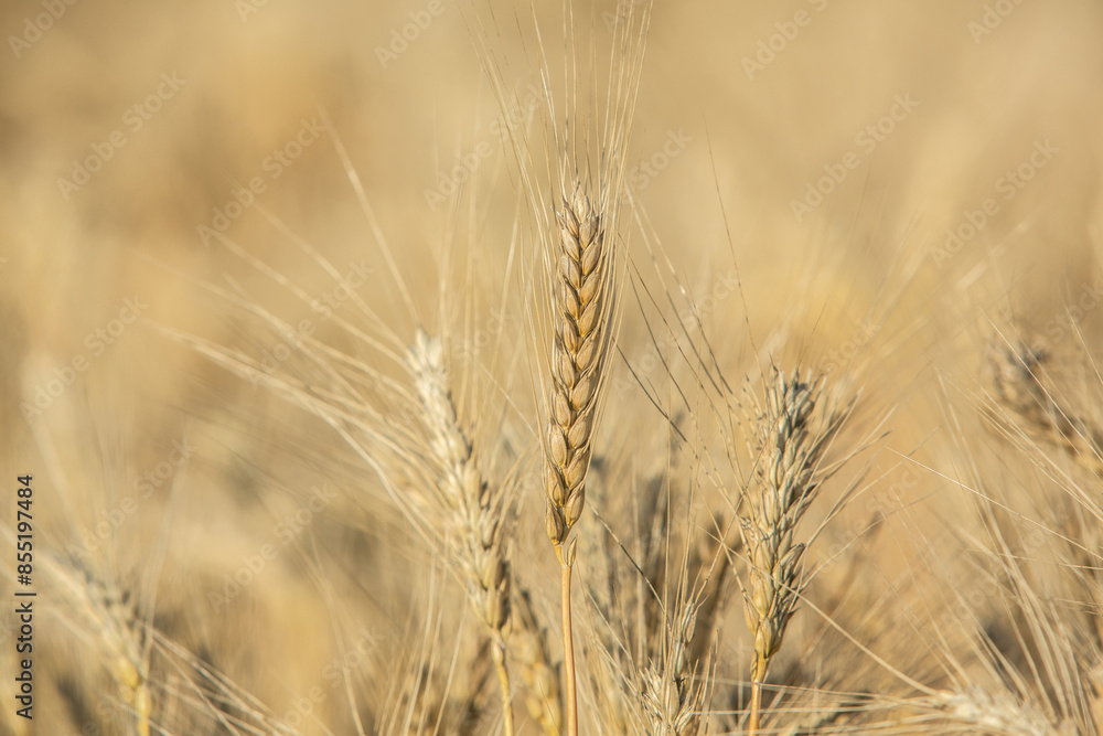 Background of ripening ears of wheat. Background of ripening ears of wheat.