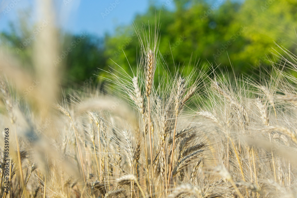 Fototapeta premium Background of ripening ears of wheat.