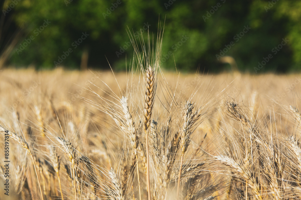 Fototapeta premium Background of ripening ears of wheat.