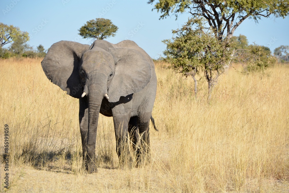Fototapeta premium Elefant