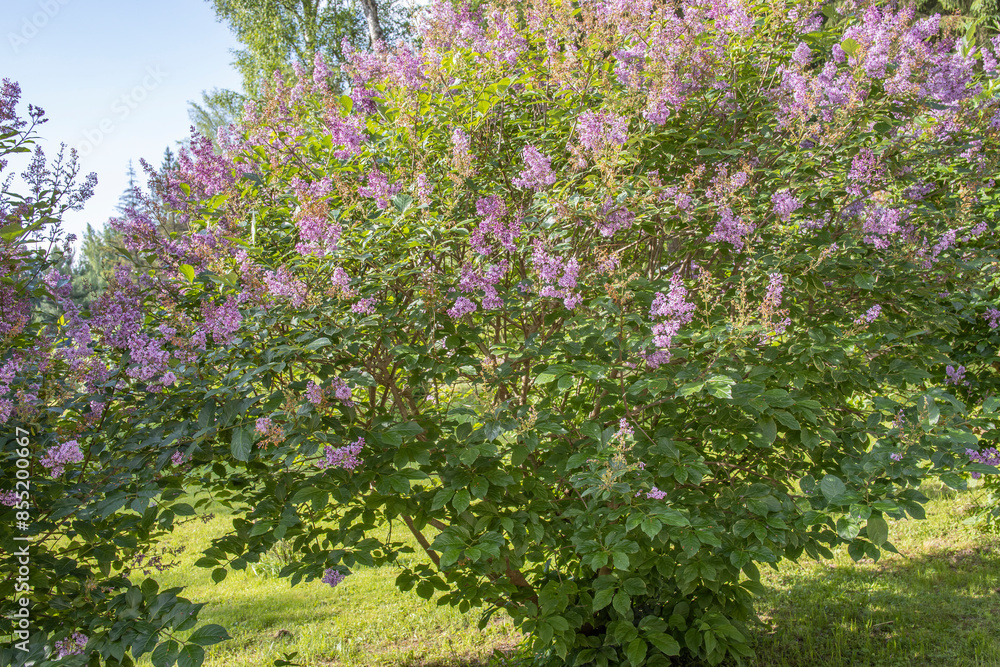 A close-up shot of a lilac bush in full bloom with purple flowers on a sunny day. A close-up shot of a lilac bush in full bloom with purple flowers on a sunny day.