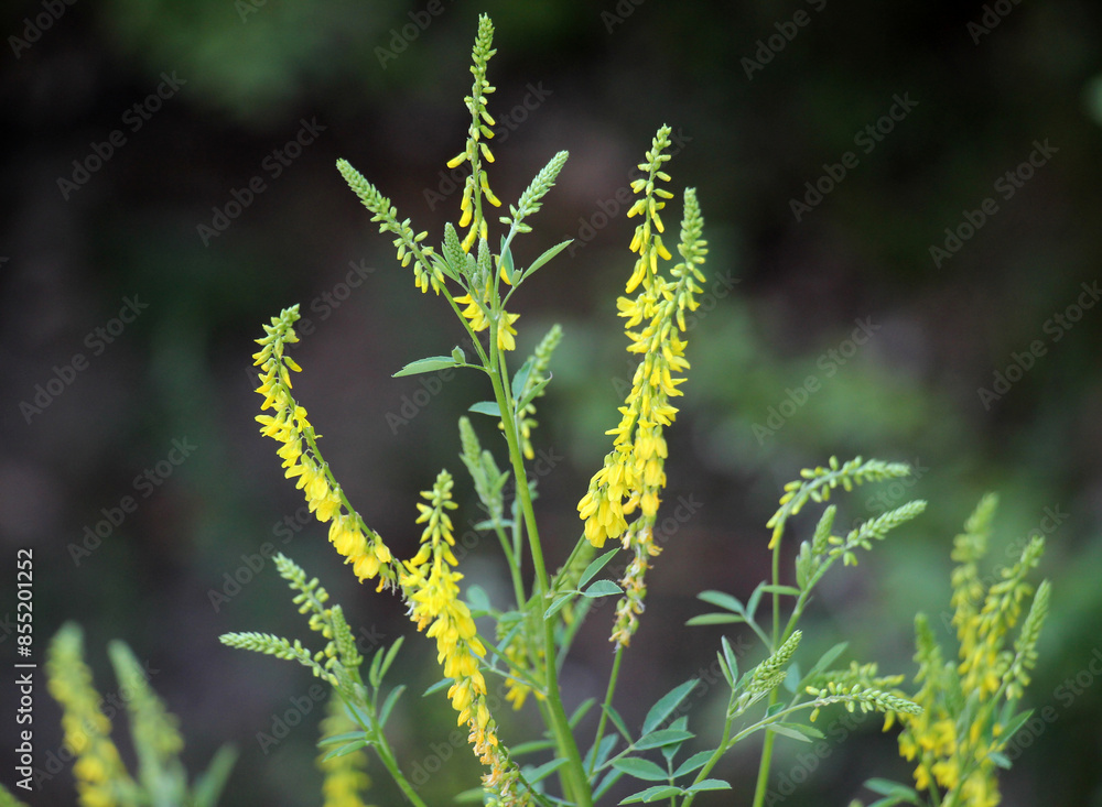 Melilot officinalis, ribbed melilot (Melilotus officinalis) blooms in nature Melilot officinalis, ribbed melilot (Melilotus officinalis) blooms in nature