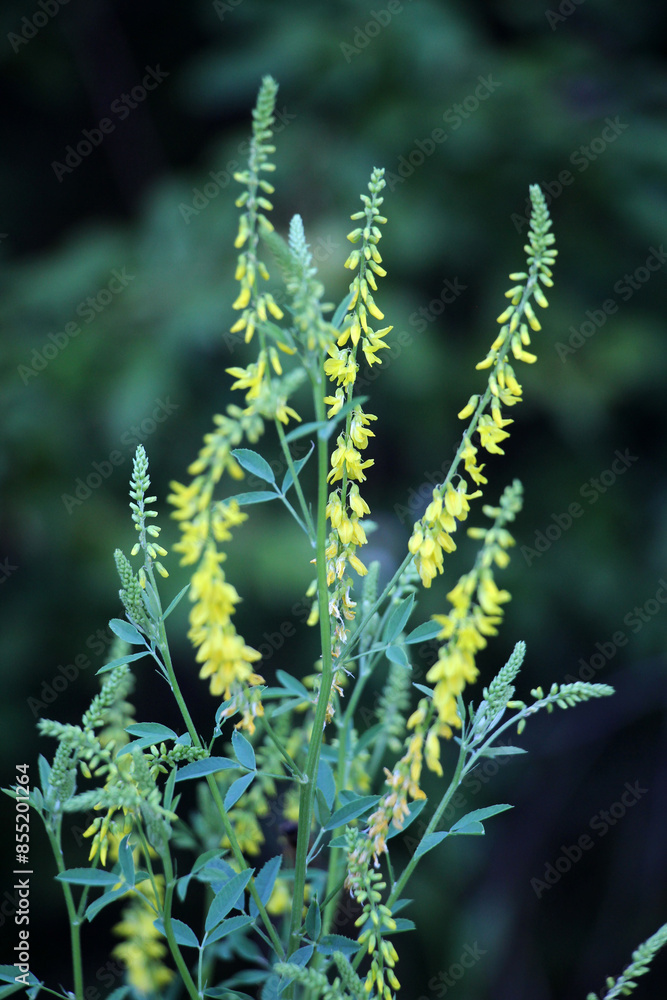 Naklejka premium Melilot officinalis, ribbed melilot (Melilotus officinalis) blooms in nature