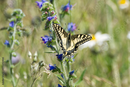 Old World Swallowtail or common yellow swallowtail (Papilio machaon) sitting on blueweed in Zurich, Switzerland photo