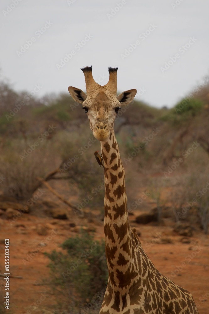 African Wildlife: Giraffe and Oxpecker African Wildlife: Giraffe and Oxpecker