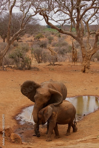Sticker Mother and Baby Elephant Play by Pool