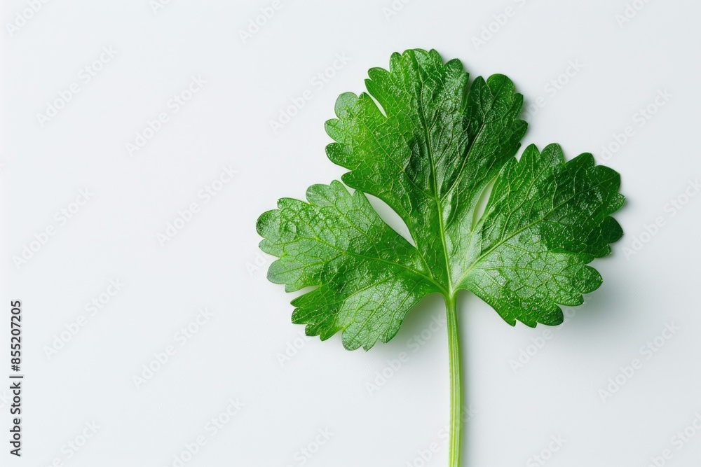 A single green leaf sits on a white surface A single green leaf sits on a white surface
