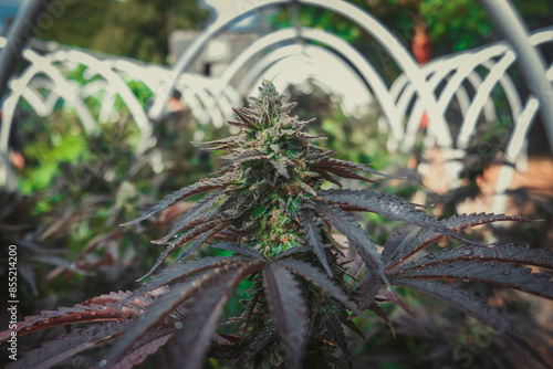 farm ganja