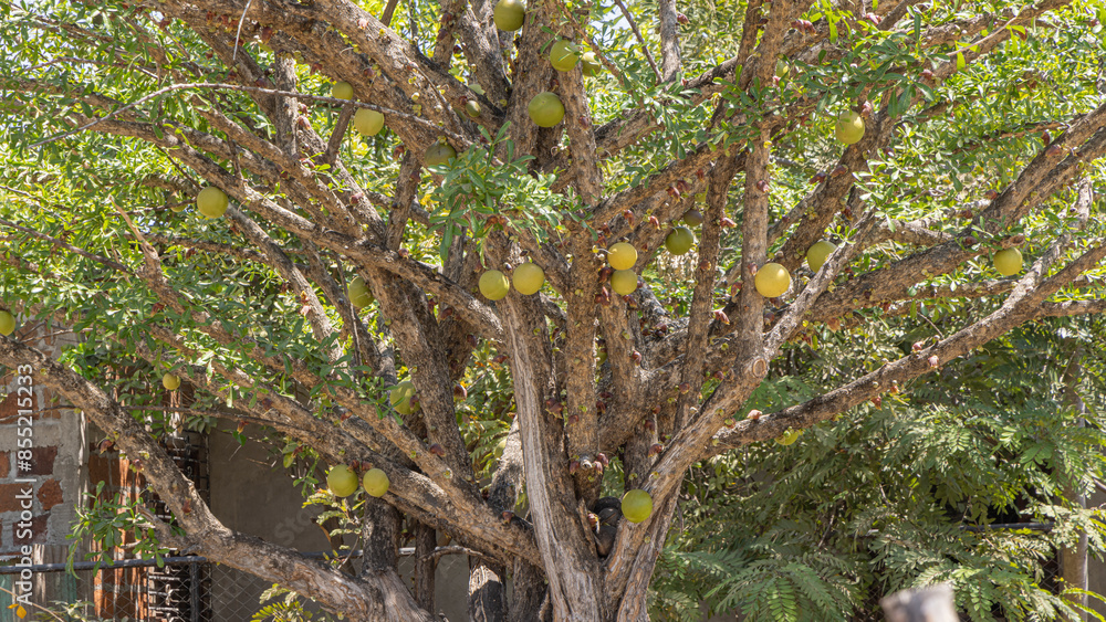 Fototapeta premium Calabash tree (Crescentia alata) also called Mexican calabash, jicaro, morro, morrito or winged calabash in Nicaragua. Typical yellow balls growing on the trunk with black round fruit inside.