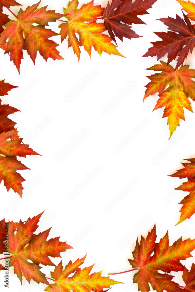 Autumnal maple leaves on a white background with space for text. Top view, flat lay Autumnal maple leaves on a white background with space for text. Top view, flat lay