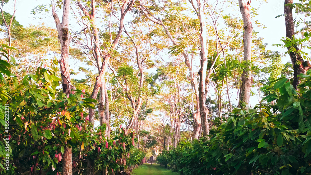 General view of path with cocoa trees and trees to generate shade. General view of path with cocoa trees and trees to generate shade.
