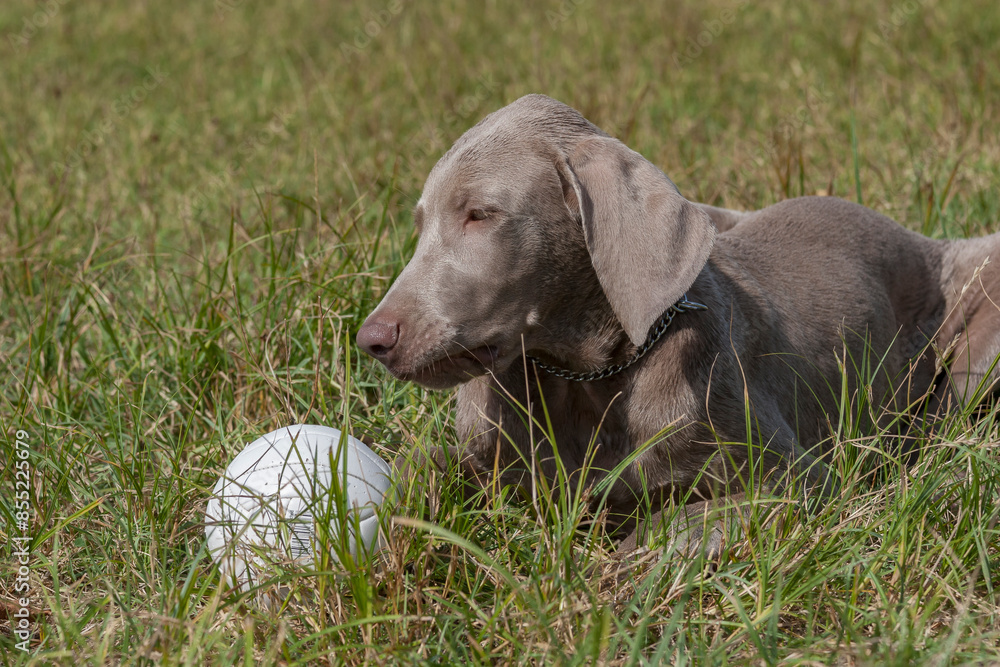 Outdoor portrait of a purebred Weimaraner pupy playing with a ball. Close up portrait of a young Weimaraner lying in a park. A young, beautiful, silver blue gray Weimaraner purebred dog portrait Outdoor portrait of a purebred Weimaraner pupy playing with a ball. Close up portrait of a young Weimaraner lying in a park. A young, beautiful, silver blue gray Weimaraner purebred dog portrait