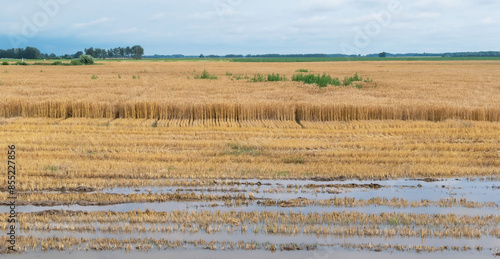 Foto Puddles after rain in a large wheat field
