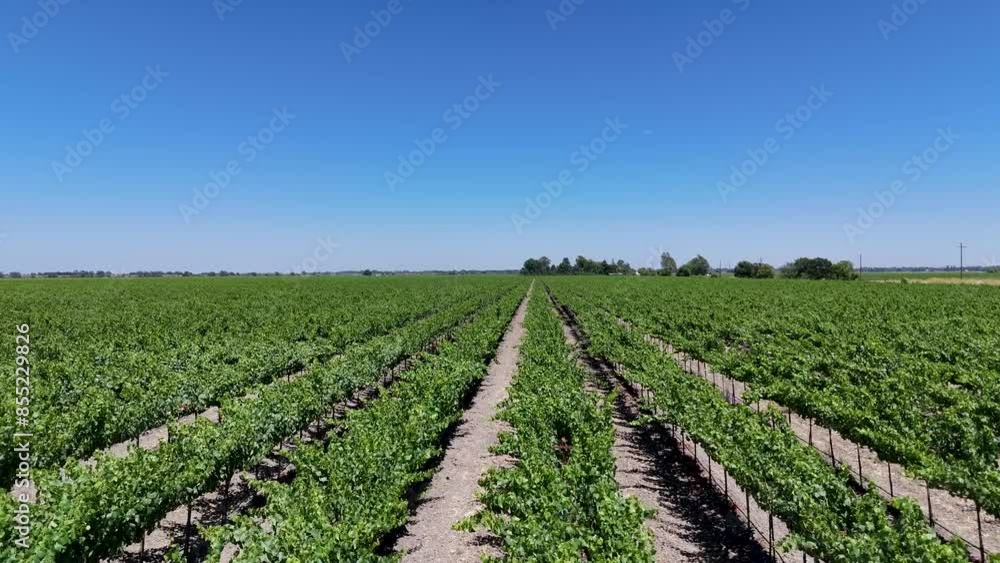 California Vineyard 4k Drone Flyover California Vineyard 4k Drone Flyover