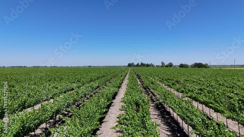 California Vineyard 4k Drone Flyover