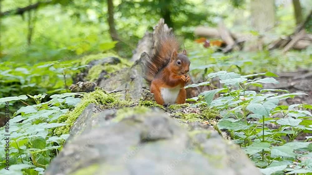 Close-up slow-motion shot captures red squirrels eating nuts on a log, surrounded by vegetation. Close-up slow-motion shot captures red squirrels eating nuts on a log, surrounded by vegetation.