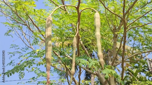 Moringa tree