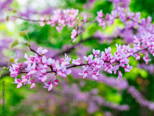 flowering branch of Cercis canadensis close-up