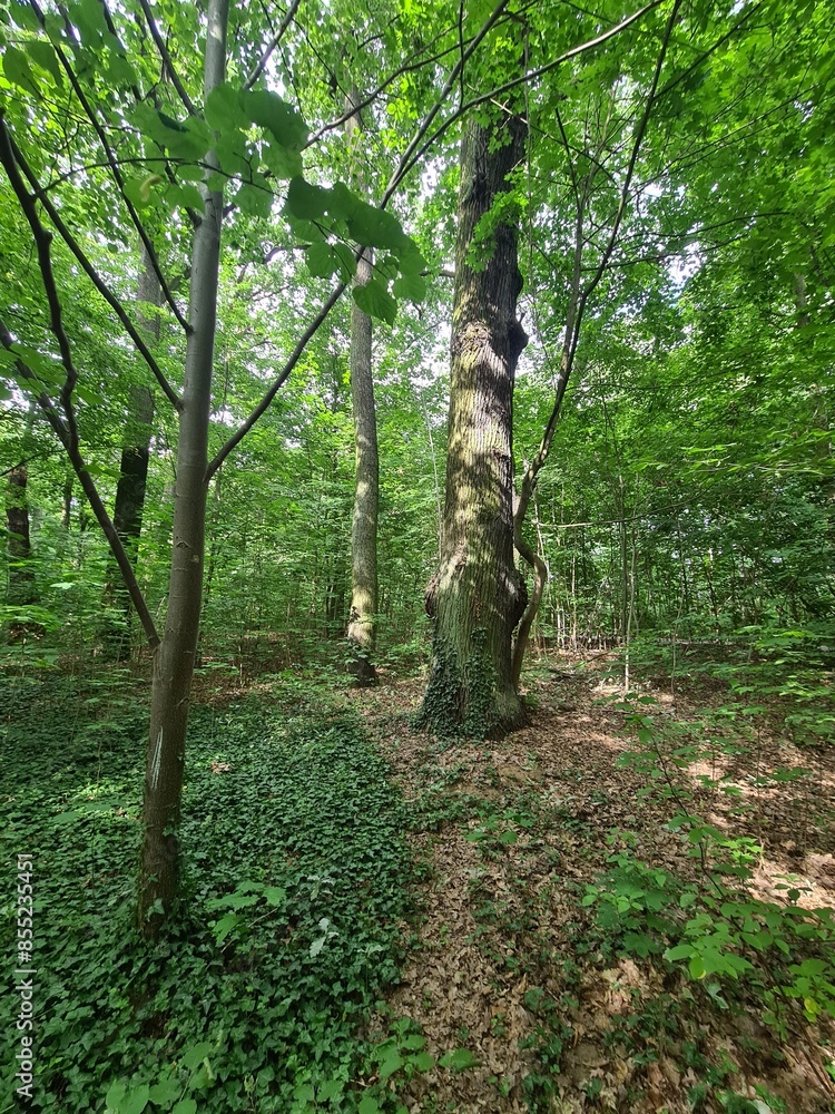 Plänterwald Forest in Berlin Treptow/Köpenick Plänterwald Forest in Berlin Treptow/Köpenick