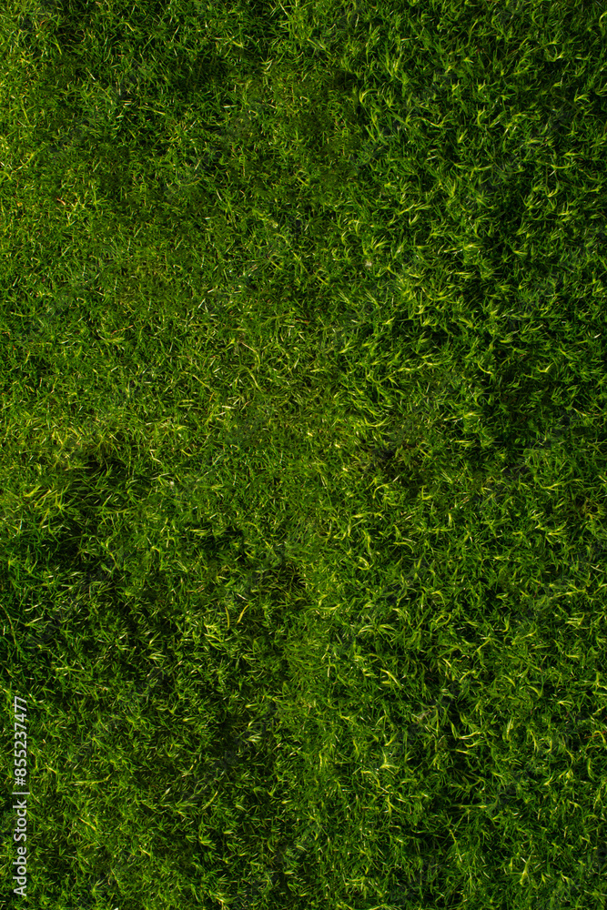Texture of green moss, grass Texture of green moss, grass