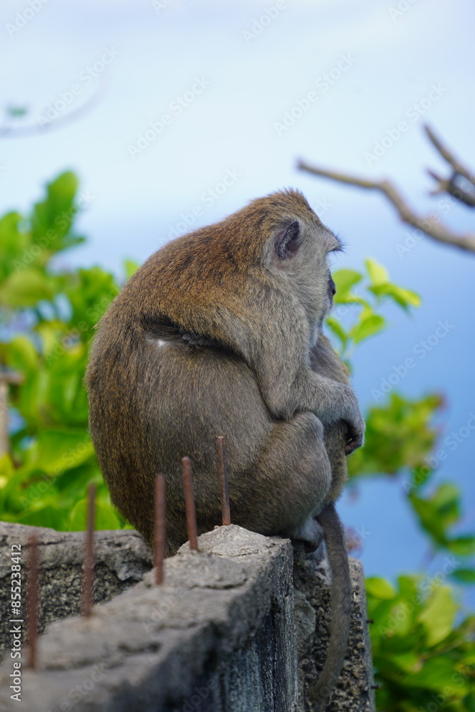 Obraz premium Monkeys hugging