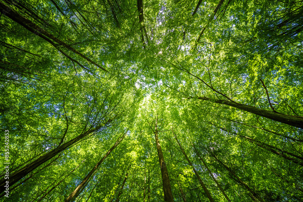 Fototapeta premium The forest canopy lets sunlight filter through, making a peaceful environment in the lush woodland