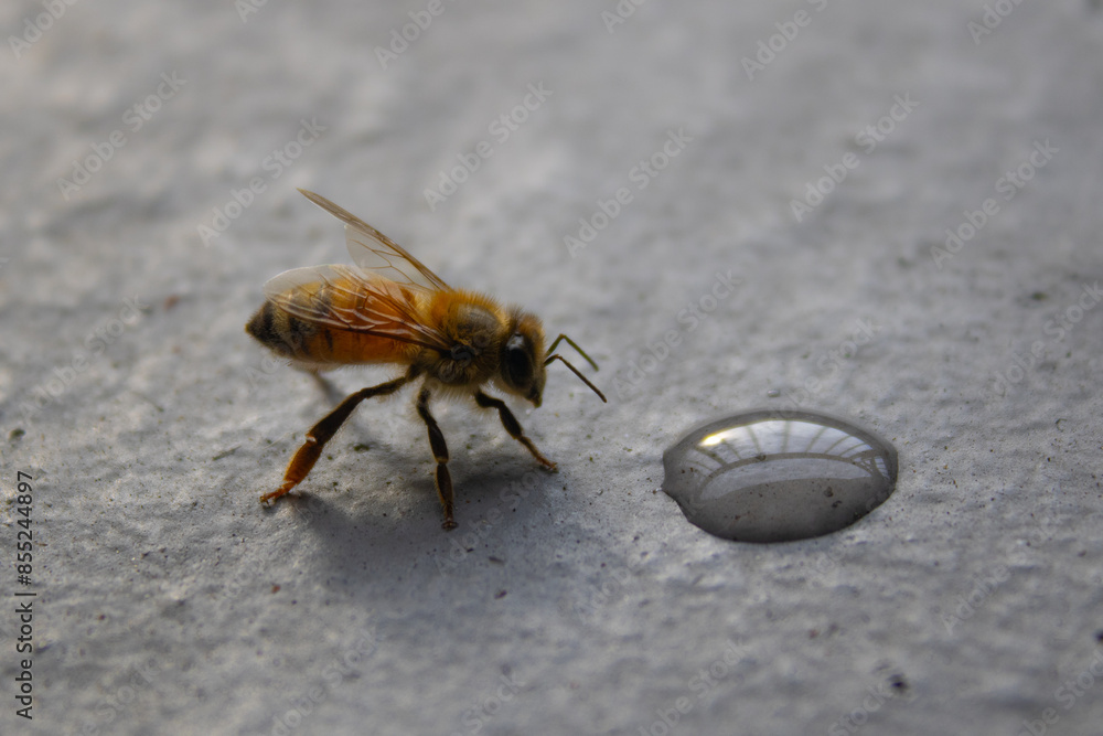 bee on the ground bee on the ground