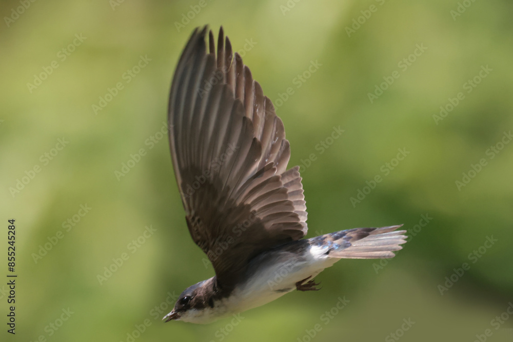 Tree Swallow pair working veyr hard to feed chicks in nesting box on sunny summer day Tree Swallow pair working veyr hard to feed chicks in nesting box on sunny summer day