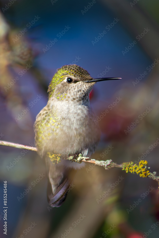 Fototapeta premium a hummingbird perched on a tree branch
