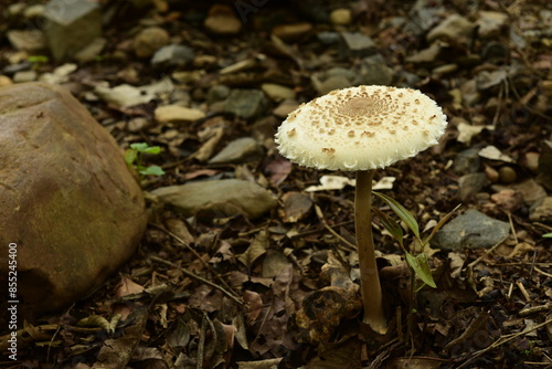Wild mushroom growing on the forest ground in the Sahyadri mountains, India