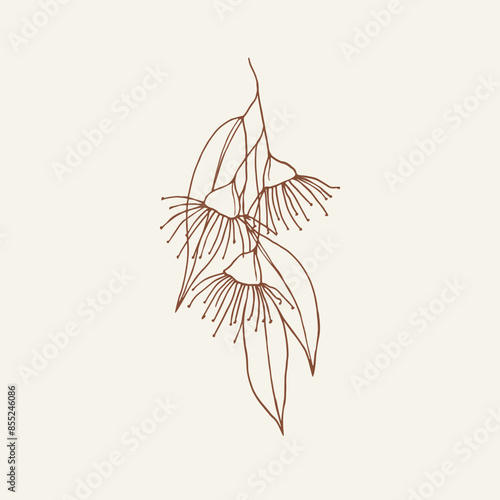 Hand drawn Australian native eucalyptus branch