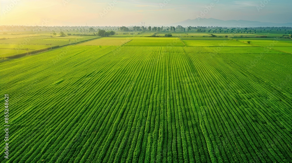 Agro culture, green fields, nature, view from above Agro culture, green fields, nature, view from above