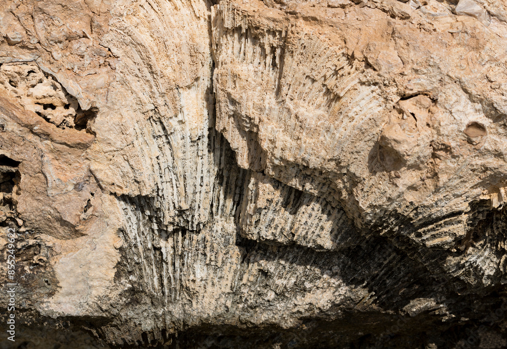 Fossil corals of the Red Sea. Ancient creatures, turned into stone. Reef corals. Fossil corals of the Red Sea. Ancient creatures, turned into stone. Reef corals.
