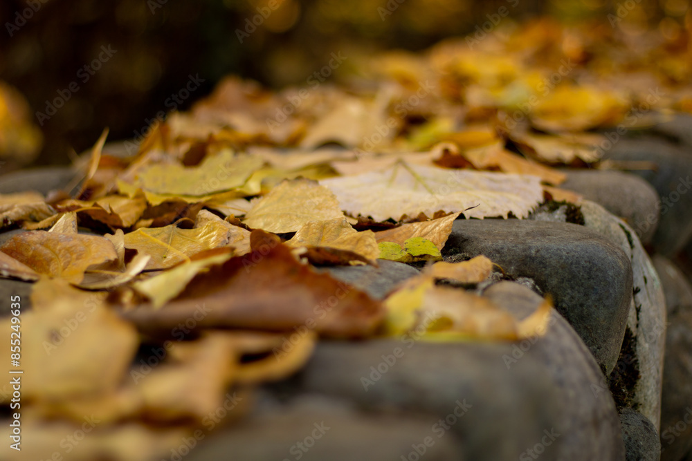 fallen autumn leaves fallen autumn leaves