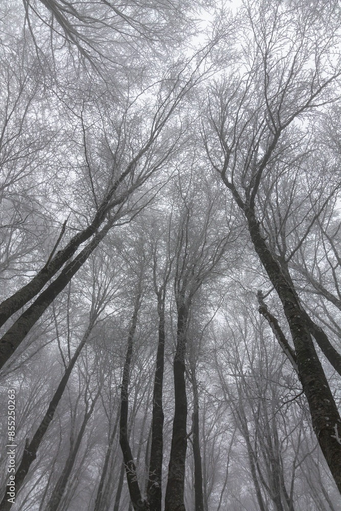 A low point view of misty forest in a foggy day A low point view of misty forest in a foggy day