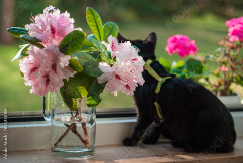 little black cat in the sunny summer light against the background of a rhododendron flower