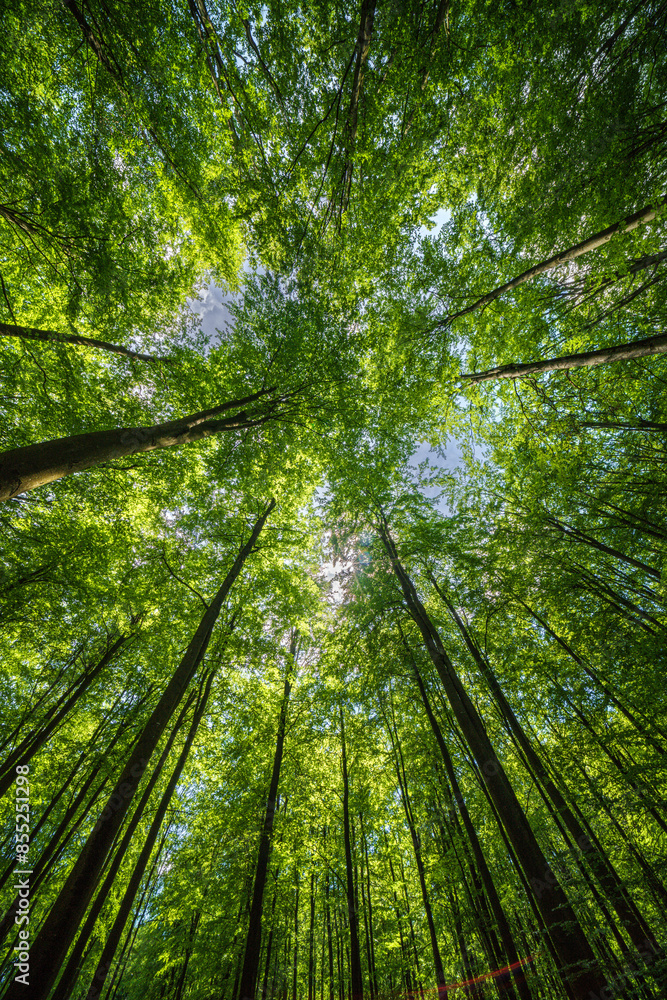 Sunlit forest with tall trees and green foliage, peaceful setting for animals and adventure Sunlit forest with tall trees and green foliage, peaceful setting for animals and adventure