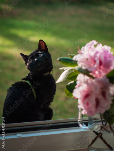 little black cat in the sunny summer light against the background of a rhododendron flower