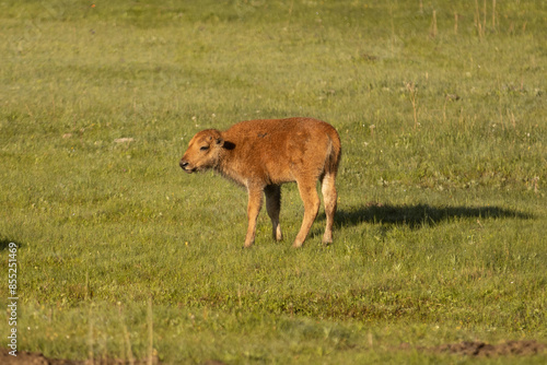 baby bison